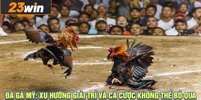 Đá Gà Mỹ: